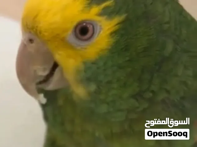 بغبغا امازون بلو فرننتد درجه ثالثه
