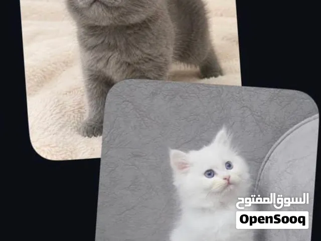 سعر القطوه البيضا 1600 والرصاصيه 2500 رقم التواصل