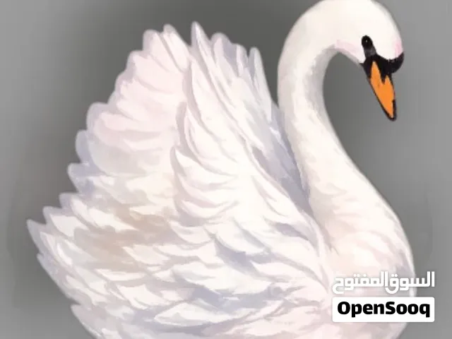 طيور بادجي