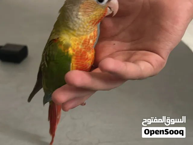 ببغاء كنيور للبيع