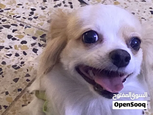 جلبه لولو نثيه عمر 11شهر
