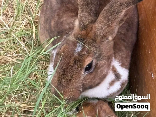 أرانب ركس فهد وكاستر