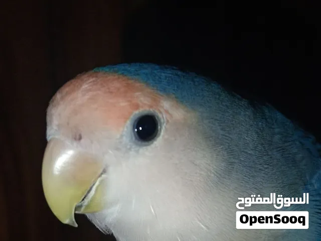 غندوره اليف ربه