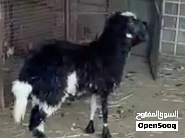 حمله للبيعً