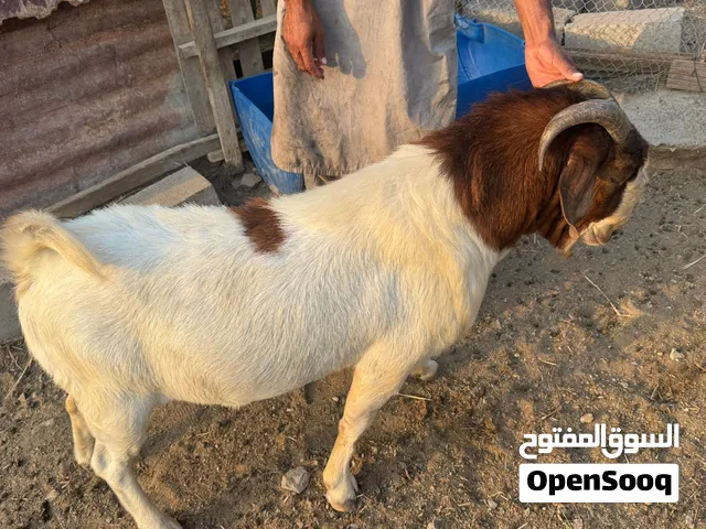 للبيع تيس برقوت