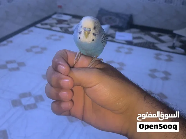 سلام عليكم طيرر حب اليف جدا طينه بس شوية متروك يحط ع الايد ويحط ع الجتف طالب تزاوج فحل للبيع و مراوس