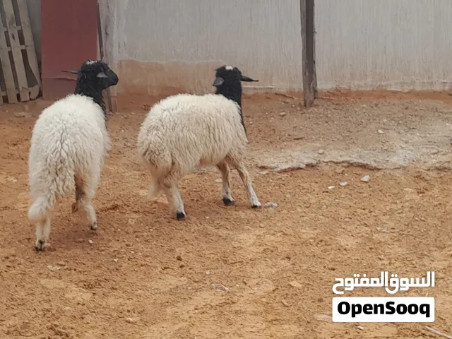 2فطايم وطنيات خوات تؤام ربي يبارك عمرهم ف6شهور ونص ناشطات وسليمات سم متع تربيه سمان  لبيدبح عقيقه..
