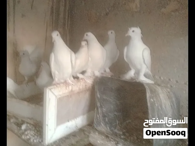 خم حمام كامل..