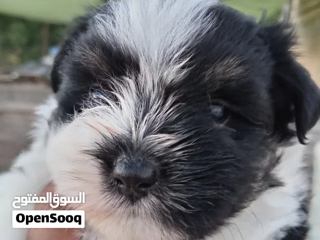 كلاب حجم صغير ما بكبر