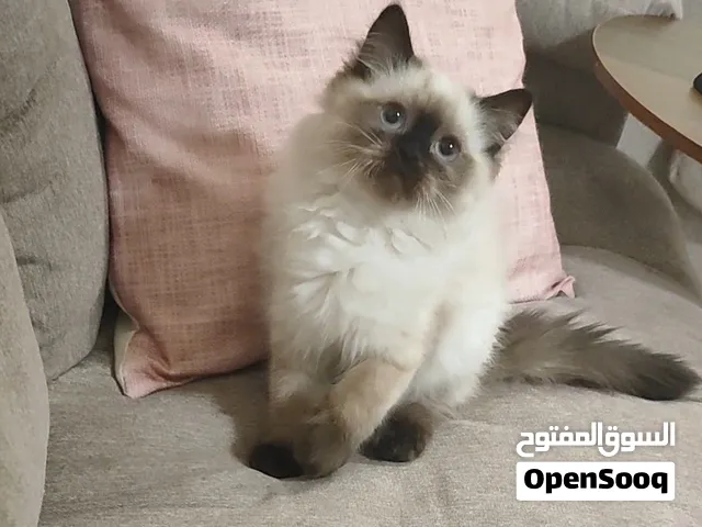 قطة صغيرة كتن