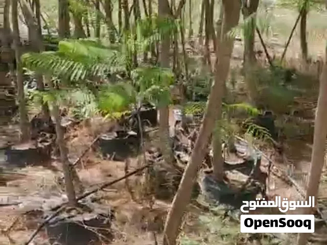 أشجار بنسيانة وجكارندا بعمر من 5 إلى 10 سنوات