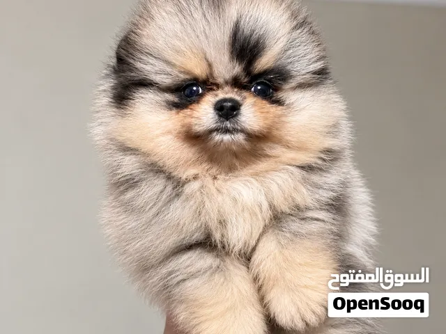 Pomeranian in istanbul turkey