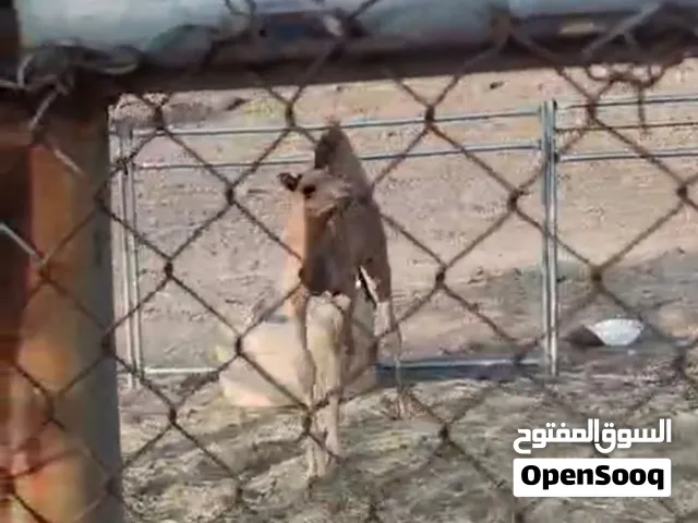 للبيع قعود ولد صوغان بن غانم اول نبط الام بنت شاهين الدريبي