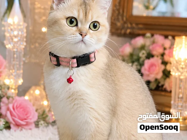 قطه جولد للييع بسعر مغري فقط 40دينار مع كل اغراضها  ملاحظه حامل من الذكر الي بصوره