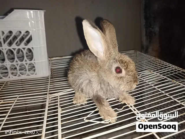 Rabbits for sale متوفر الارانب