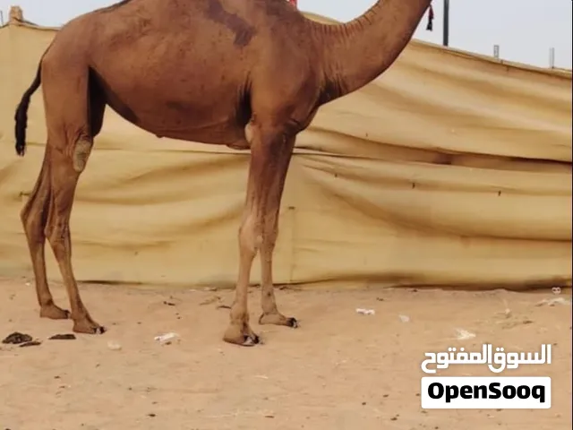 يوجد لدينا جميع انواع الحلال و يوجد لدينا تحميل جميع انواع الحلال من الامارات لي السعودية و قطر بي ش
