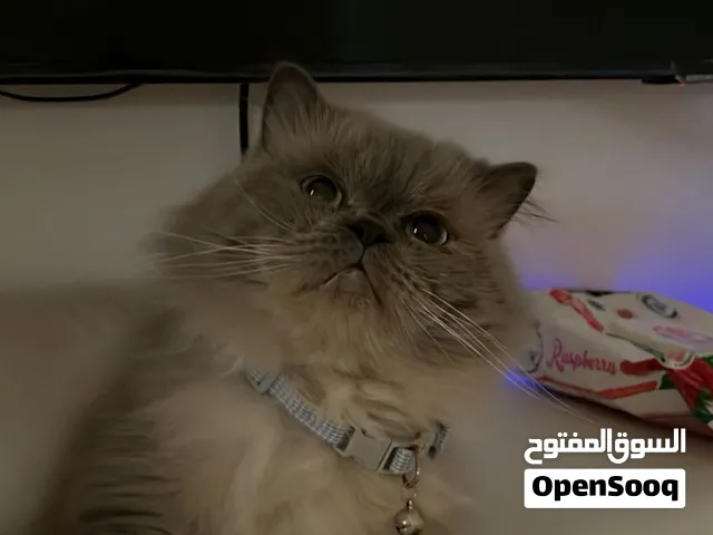 Cat for adoption