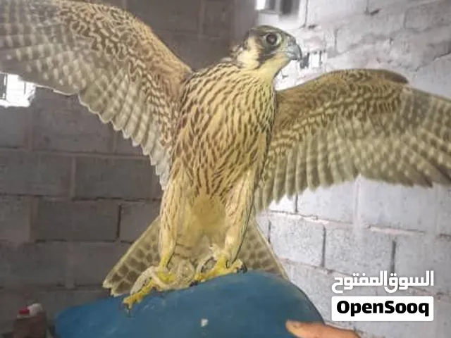 بيع فرخ شاهين بري فاخر