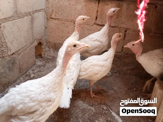 حبش فرنسي عدد 5 العمر ثلاث اشهر ونص