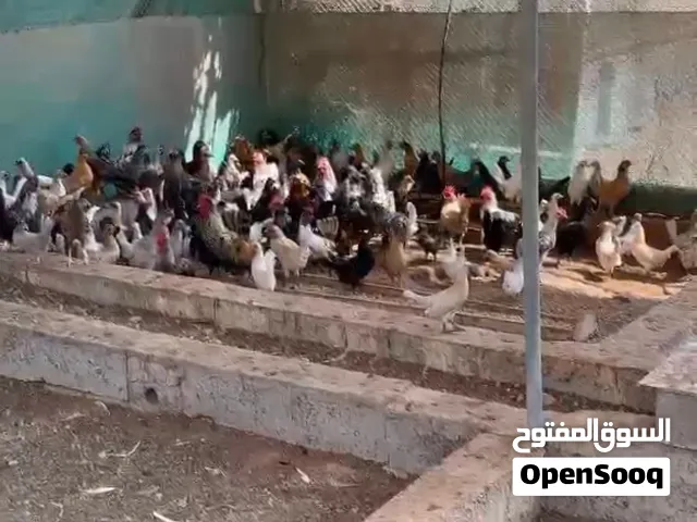 دجاج للبيع