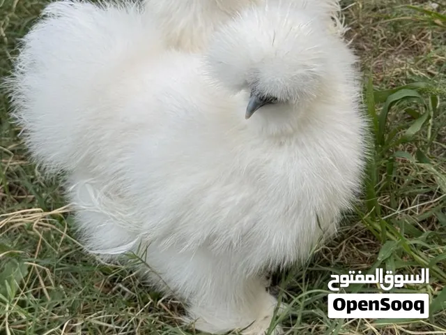 دجاج قطني سلكي