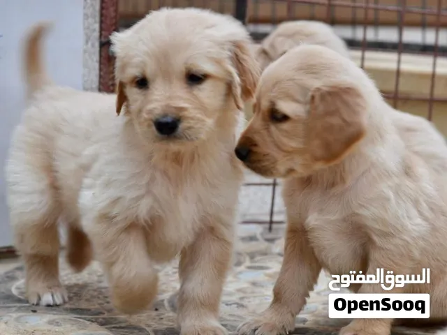 Golden retriever