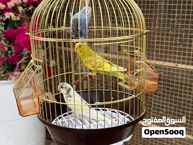 طيور البادجي مع القفص