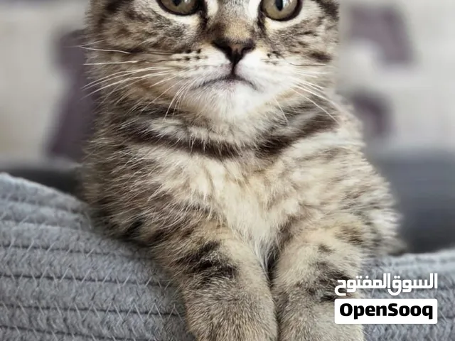 Half Scottish half mainecoon for sale abu dhabi