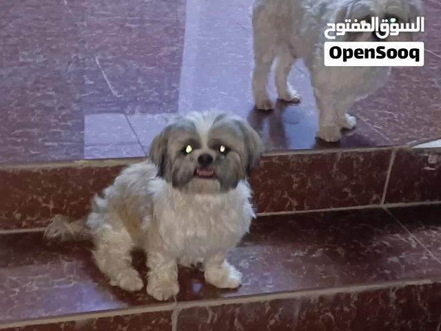 فرصة بيع مستعجل شيتوز ذكر وانثى