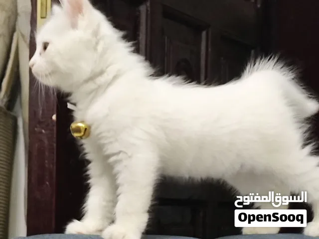 (للبيع) قطة انجورا بلدي بيضاء فروة كثيفة