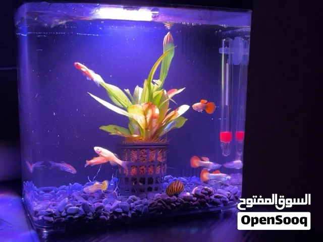 حوض اسماك صغير