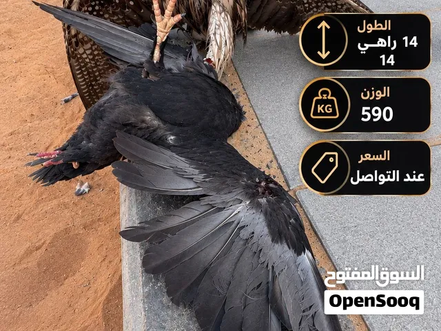 وجري حرار فول مايتفوت الي يبغيه يغتنم الفرصه