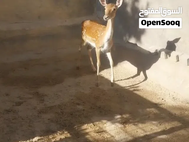 غزال فلودير