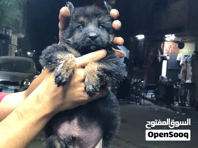 جراوي جيرمن شيبرد بيور للبيع