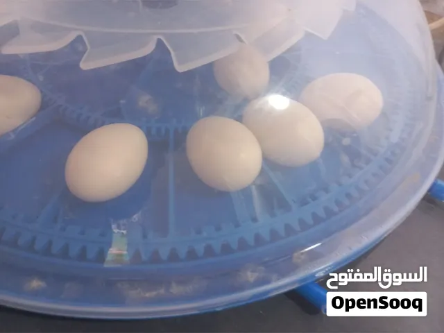 حضانه للبيع شبه جديده مستمله شوي بس