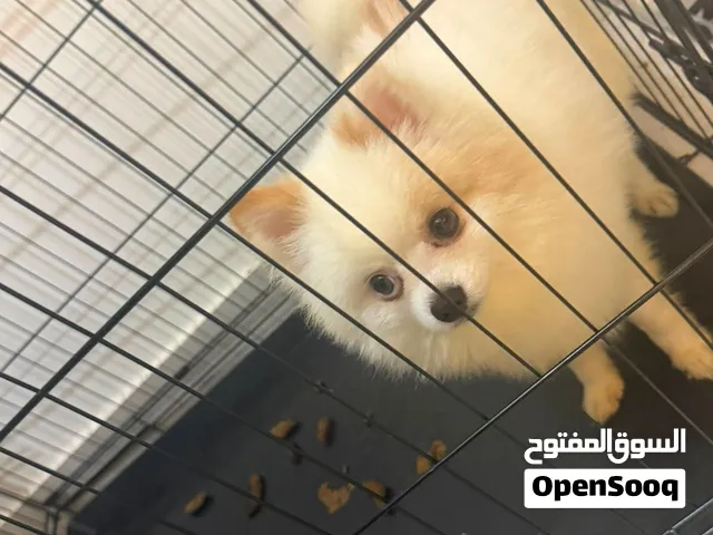 كلب لبيع سبب لبيع مسافرة