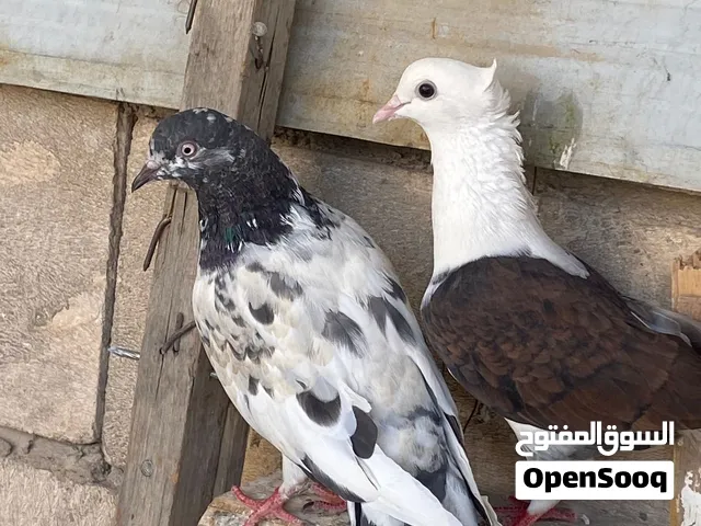 اقره الوصف وذا تاخذهن شلعه وحده اتساهل وياك