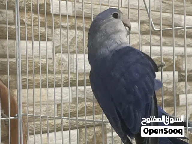طير حب او روز