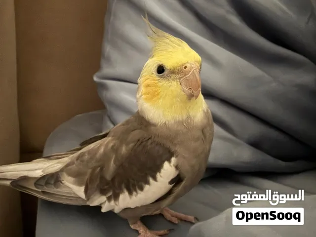 مطلوب أنثى كوكتيل