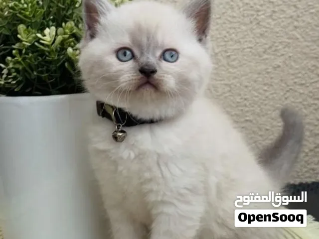 قطط بريتش سكوتش بيور بصحة جيدة تربية منزل عمر شهرين لعوبين ومتعلمين على كل شيئ