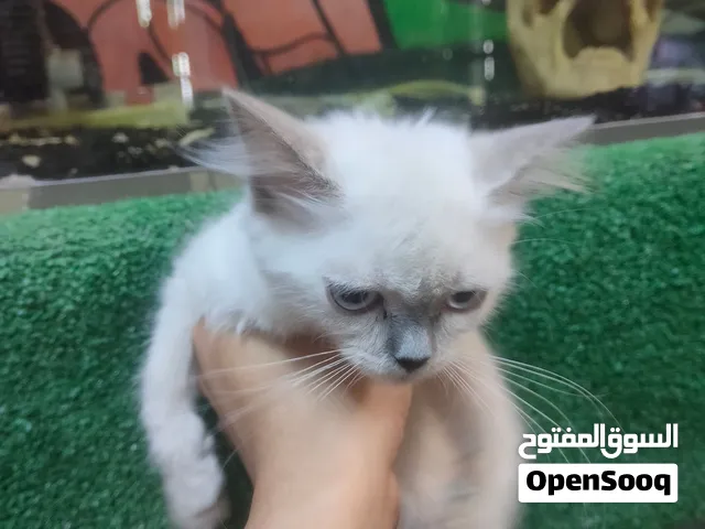 last Himalayan Persian female 60 day for sale