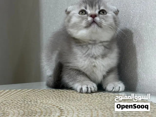 البيع الحجم نتفه