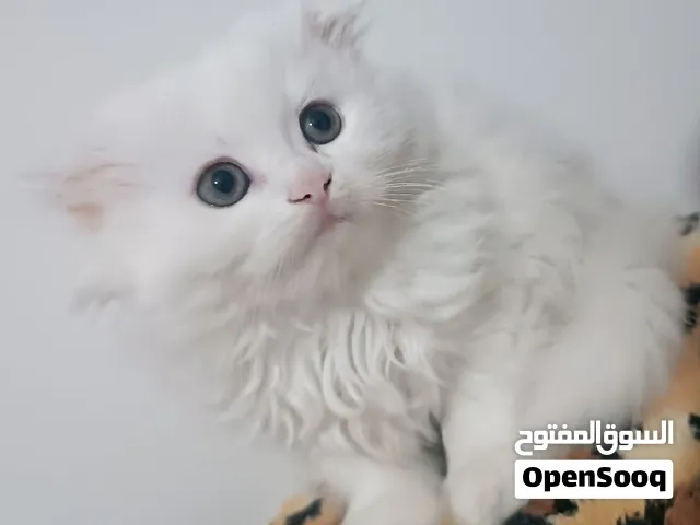 scottish fold long hair dişi Göz rengi: ela