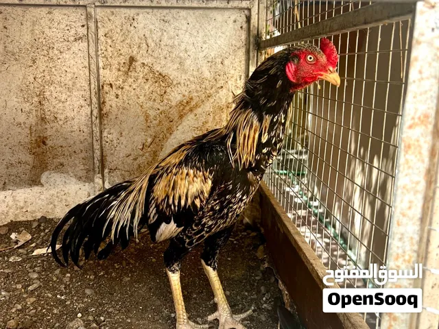 ديكه باكستانيه