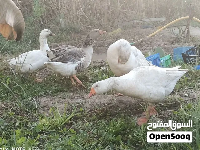 بط عراقي عادي عدد 4 سعر الزوج ب50 الف