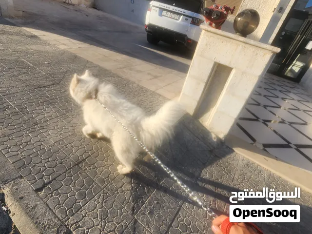 كلب سموايد العمر سنه. و شهر ماخذ مطاعيم و حبه دود. اليف جدا جدا اجتماعي