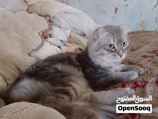 بسه طبعن لعوبه بتجنن طبعن ما عنده انه تهجم أو تخرمش بل عكس بس خجول بس يشوف واحد غريب بتخبه انثه اشي