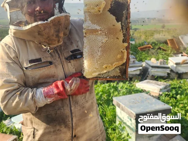 عسل نحل بلدي مكفول عجلوني ................. ط................... ...... ...........