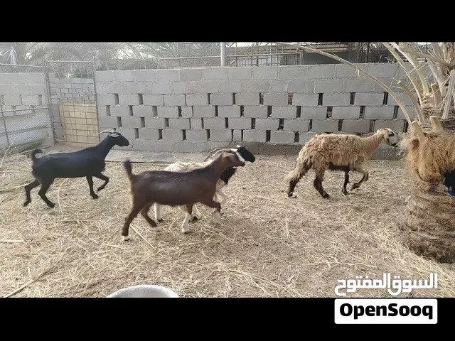 حلال للبيع