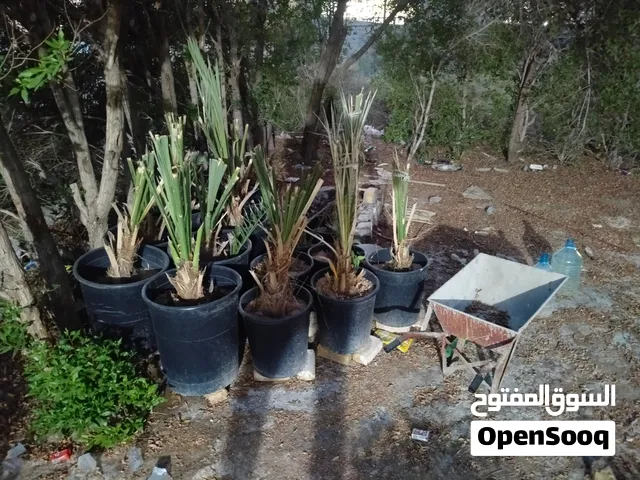 نخل برحي حر مال ابو الخصيب